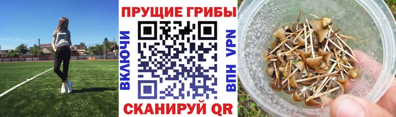 Галлюциногенные грибы Cubensis  где купить наркоту  Духовщина 